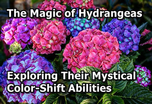 The Magic of Hydrangeas: Exploring Their Mystical Color-Shift Abilities