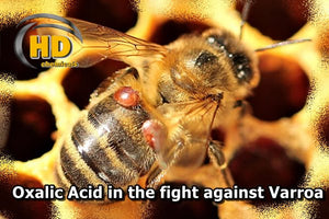 The effectiveness of Oxalic Acid in the fight against Varroa.