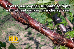 How to use copper sulphate to fight a bit of leaf canker on a cherry tree