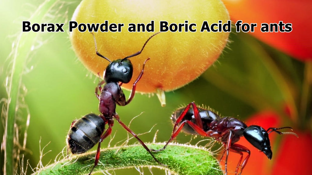 How to get rid of ants with Borax Powder or Boric Acid (pictures)