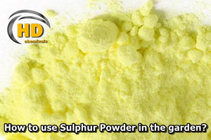 How to use Sulphur Powder in the garden?